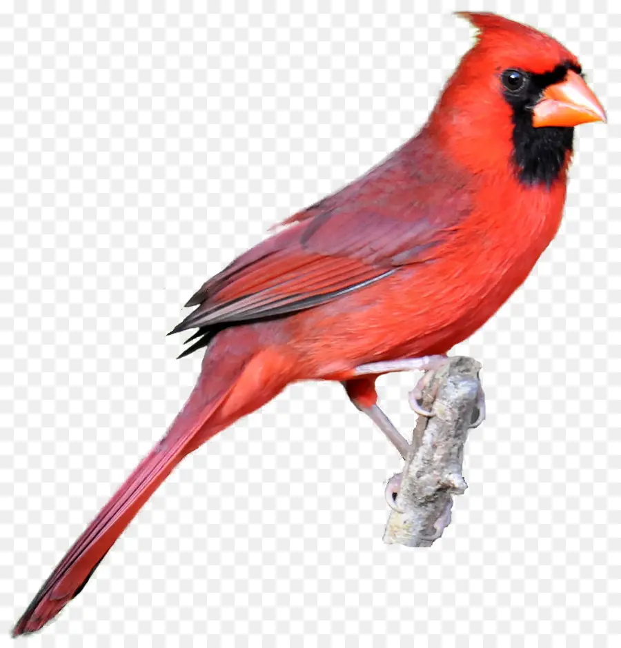 Cardenal Del Norte，Pájaro PNG