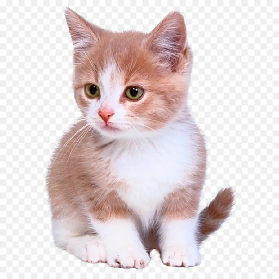 Gato De Bengala，Gatito PNG