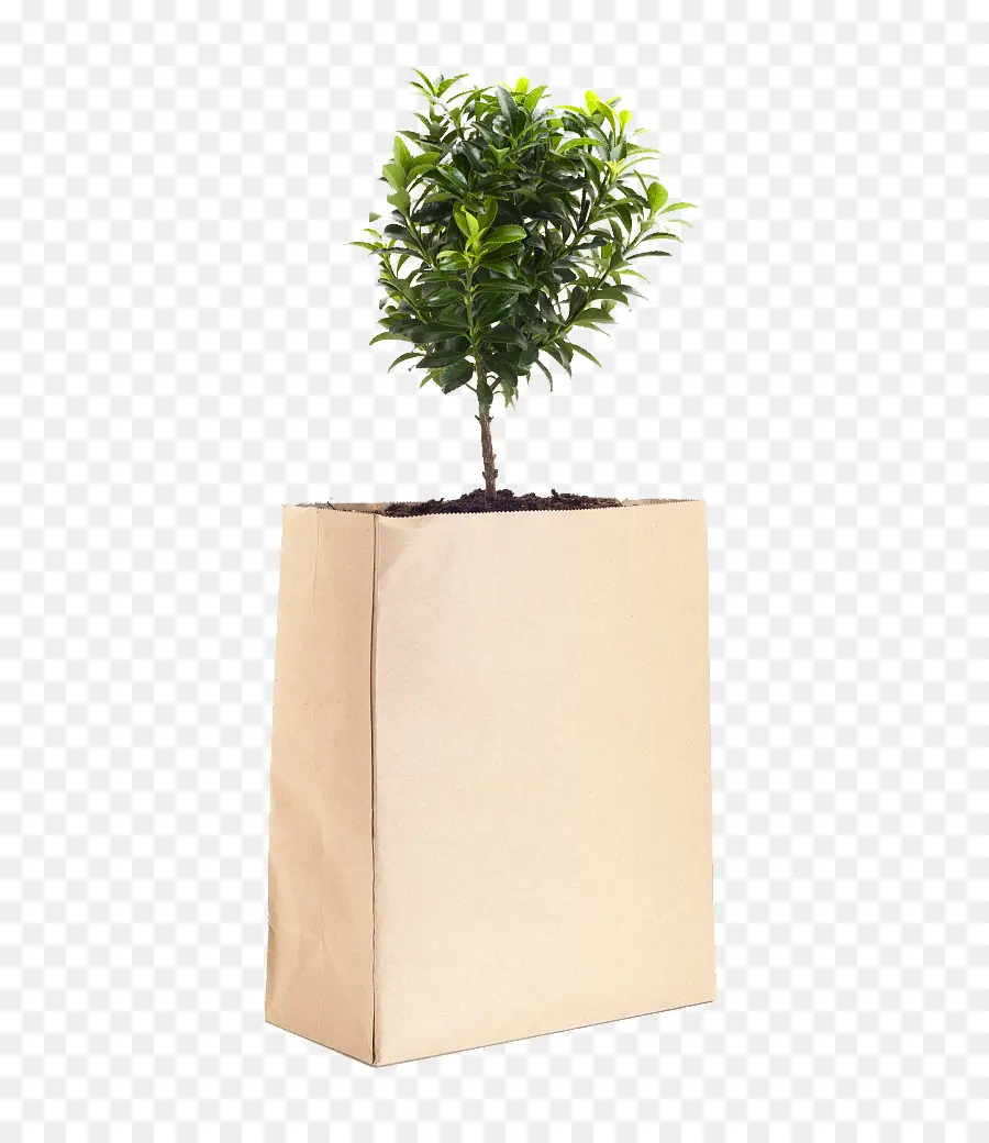 Planta En Bolsa，Árbol PNG