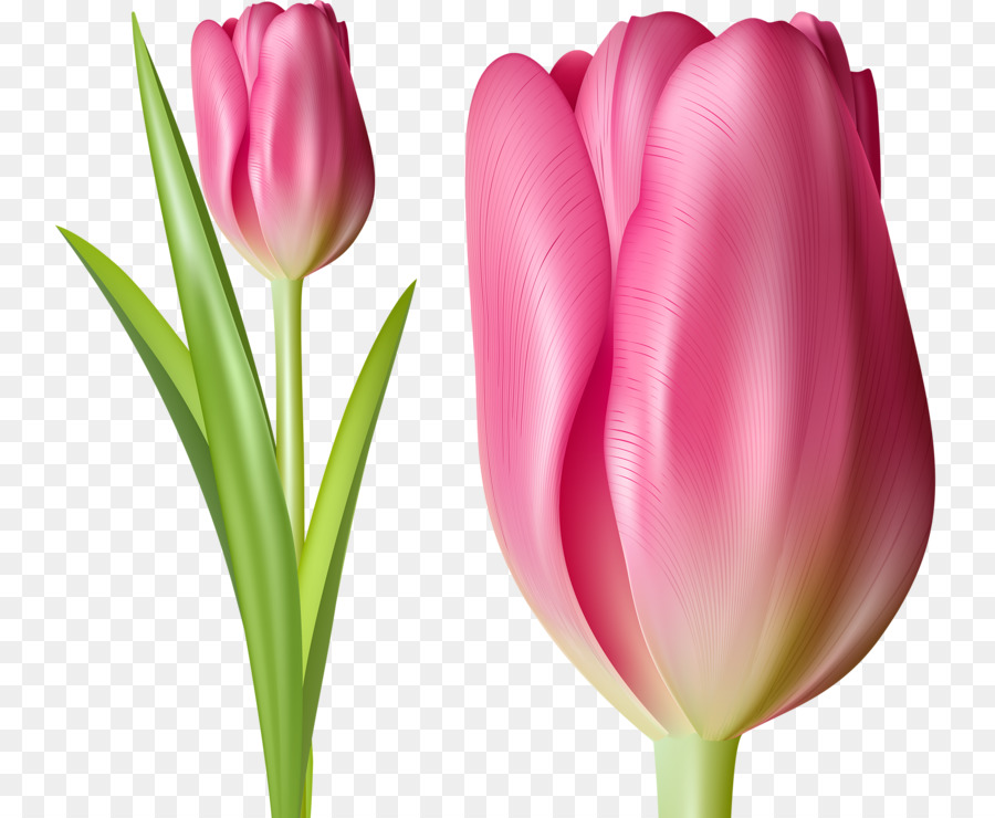 Tulipán Rosa，Planta PNG