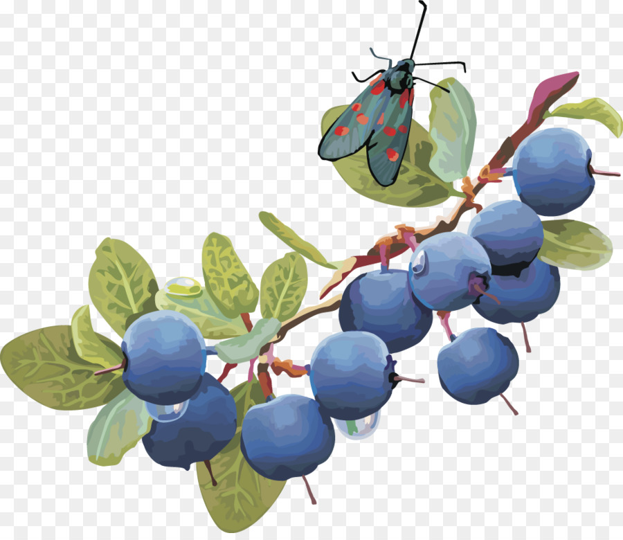 Berry，Arándanos PNG