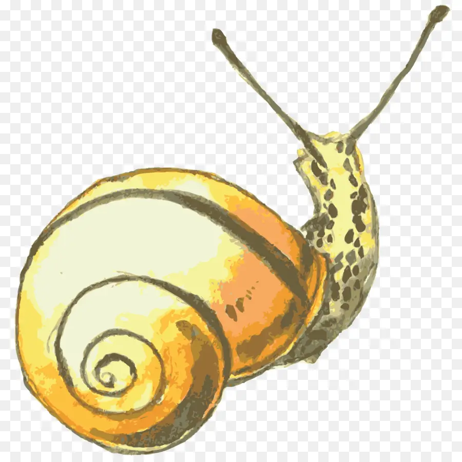 Caracol，Orthogastropoda PNG