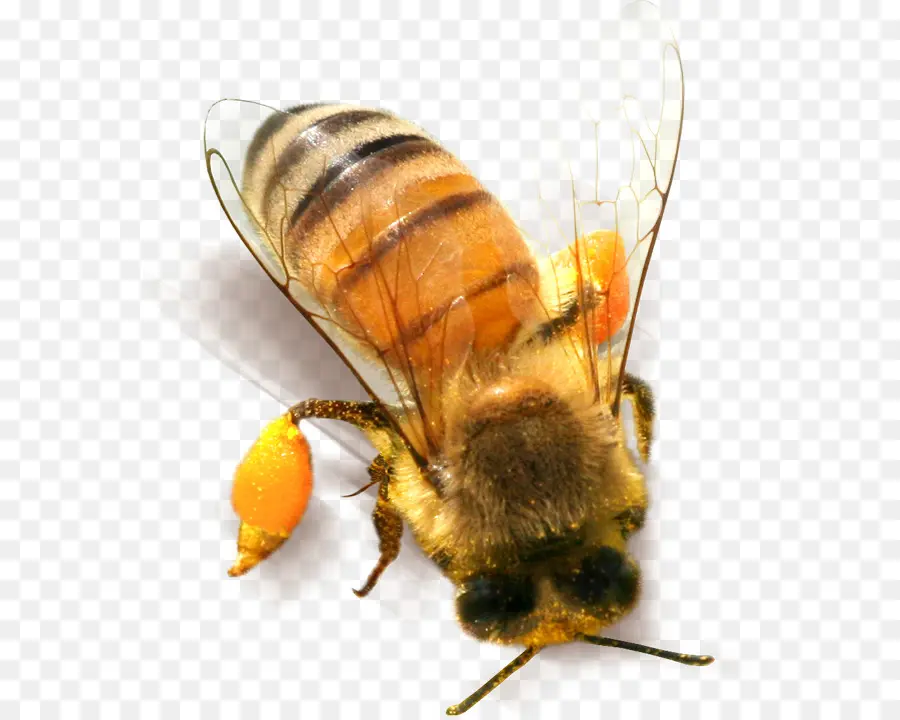 Abeja，Miel PNG