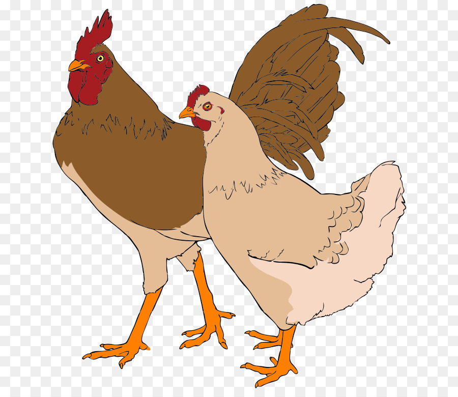 Pollo，Gallo PNG