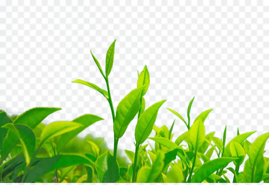 Té，Té Verde PNG