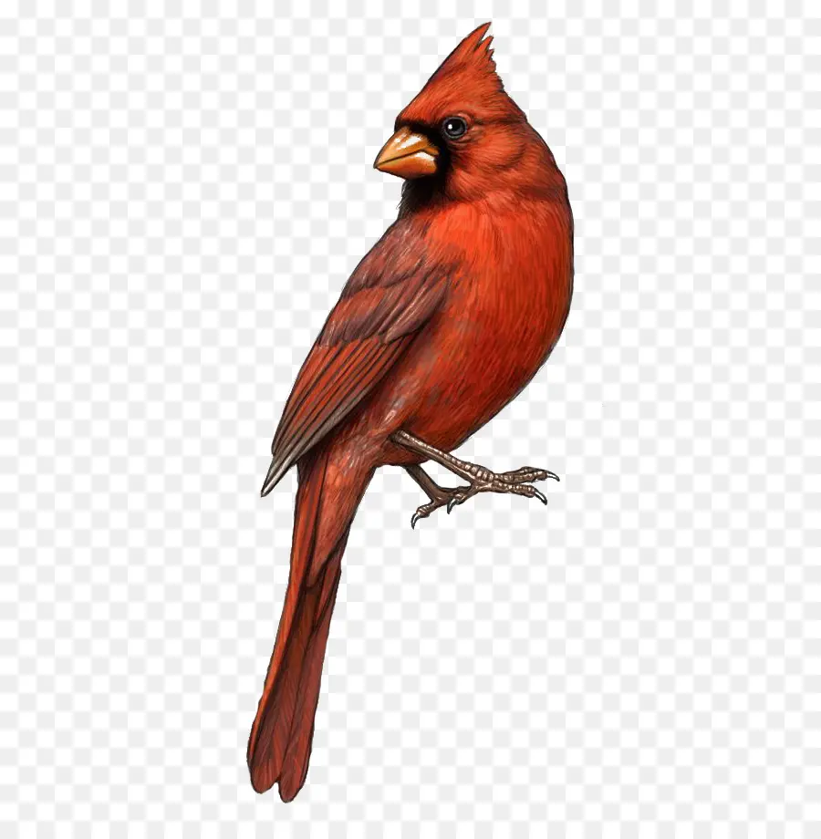 Pájaro，St Louis Cardinals PNG