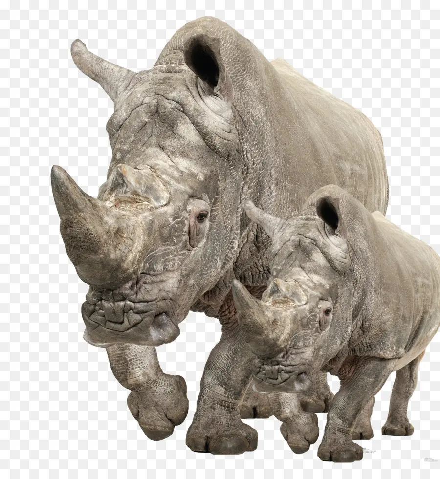 El Rinoceronte，Rinoceronte Blanco PNG