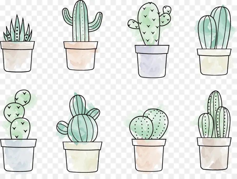 Cactaceae，Dibujo PNG