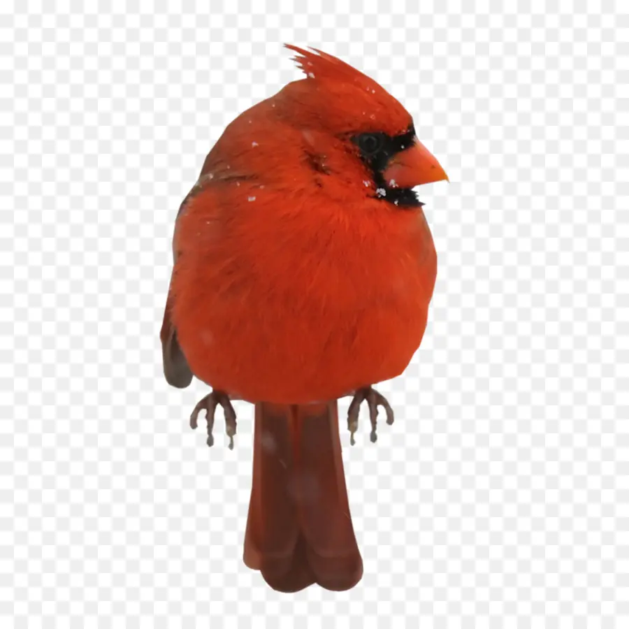 Pájaro，Cygnini PNG