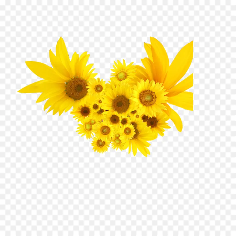 Común De Girasol，Flor PNG