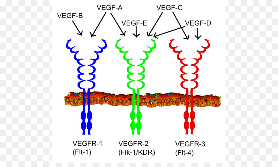 Factor De Crecimiento Endotelial Vascular，Receptor De Vegf PNG