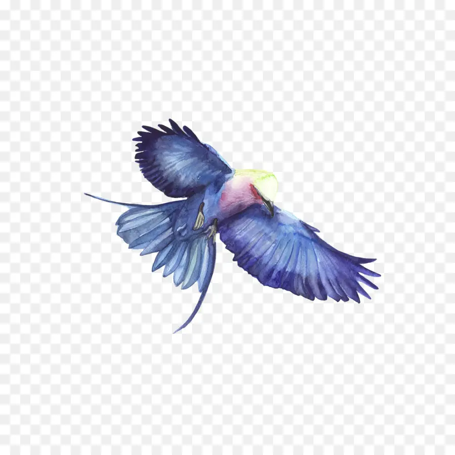 Pájaro，Vuelo PNG