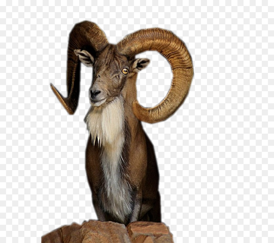 Ram，Cuerna PNG