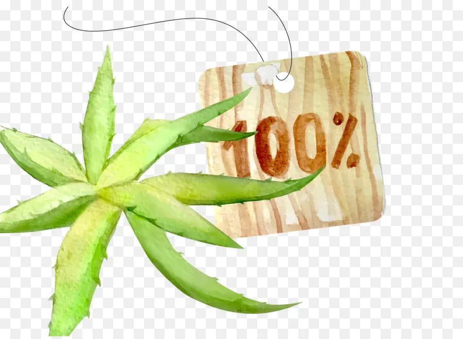 Aloe Vera Con Etiqueta，Natural PNG