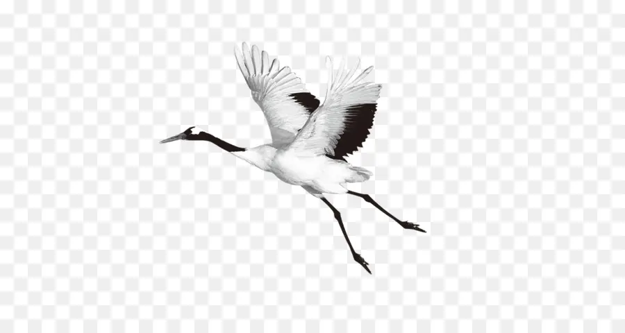 Pájaro Blanco Volando，Vuelo PNG