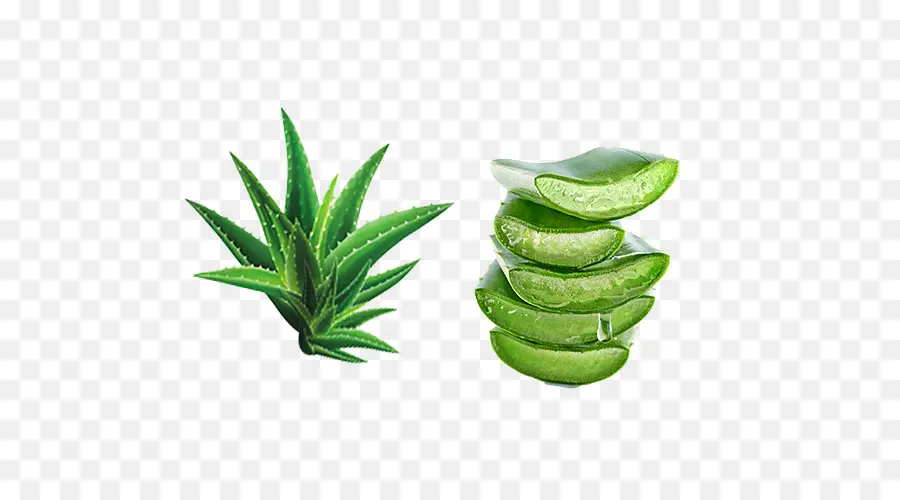 Aloe Vera，Extracto De PNG