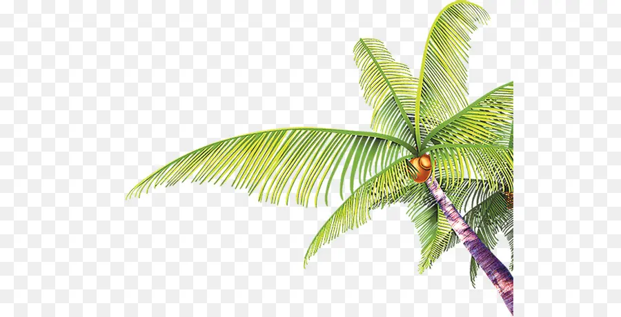 árbol，Coco PNG