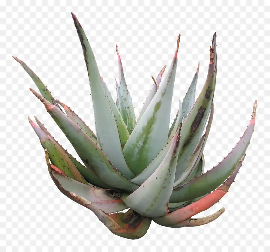 Aloe Vera，Aloe Striata PNG