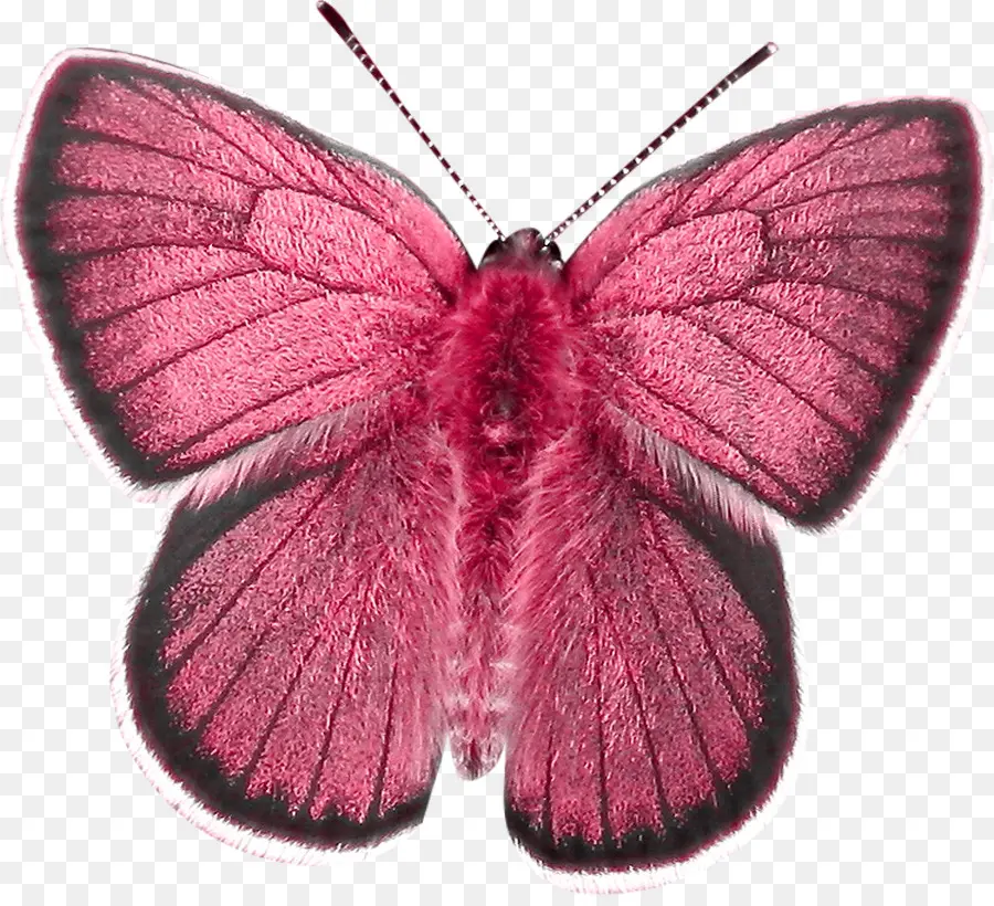 Mariposa，Rosa PNG