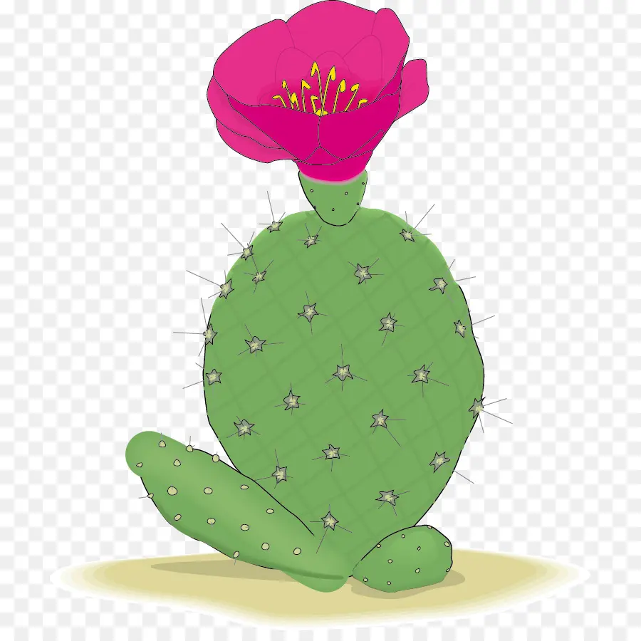 Cactus，Flor PNG