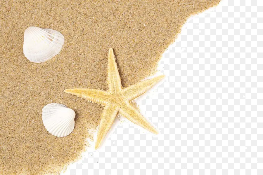 Estrella De Mar，Conchas PNG