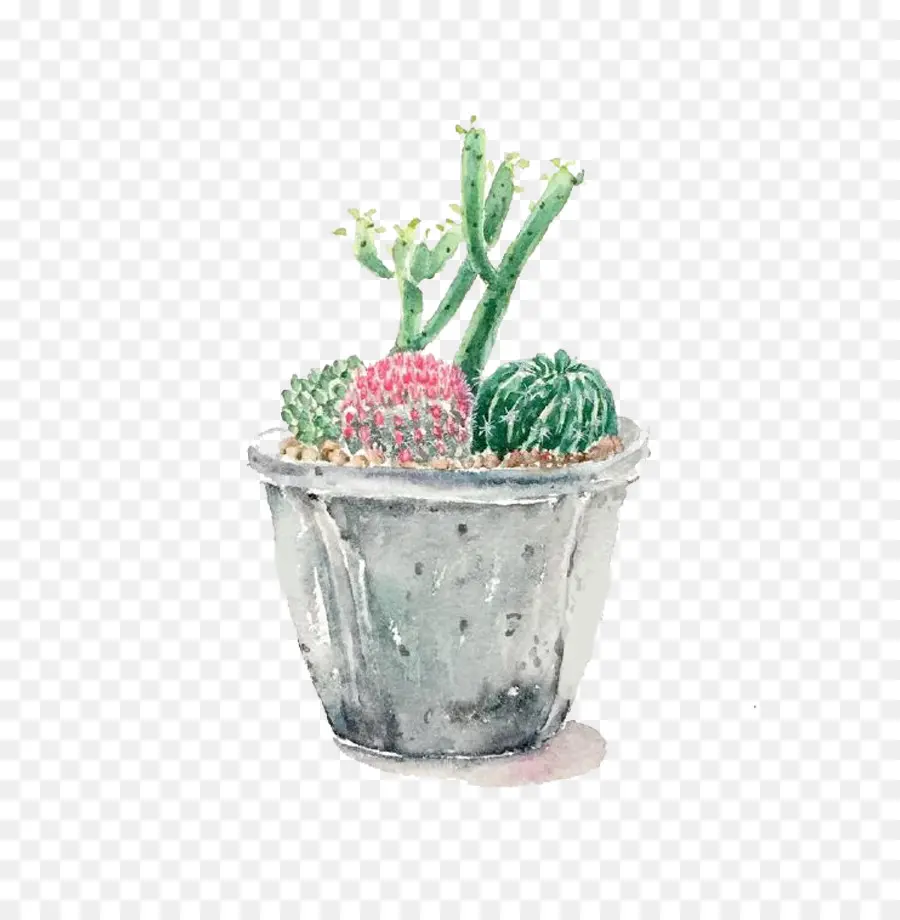 Cactaceae，De Dibujos Animados PNG