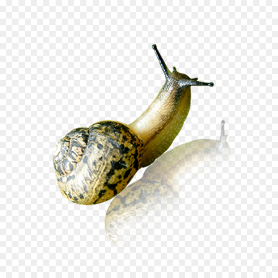 Caracol，Orthogastropoda PNG