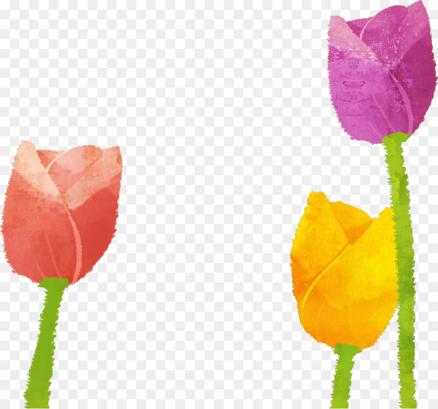 Flores，Tulipanes PNG