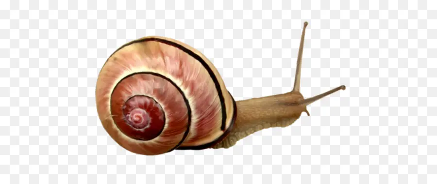 Caracol，Orthogastropoda PNG