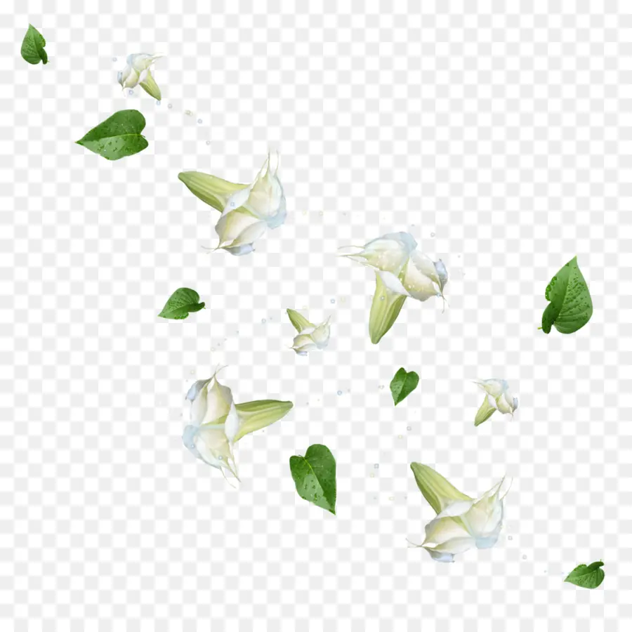 Flores Blancas Y Hojas Verdes，Pétalos PNG