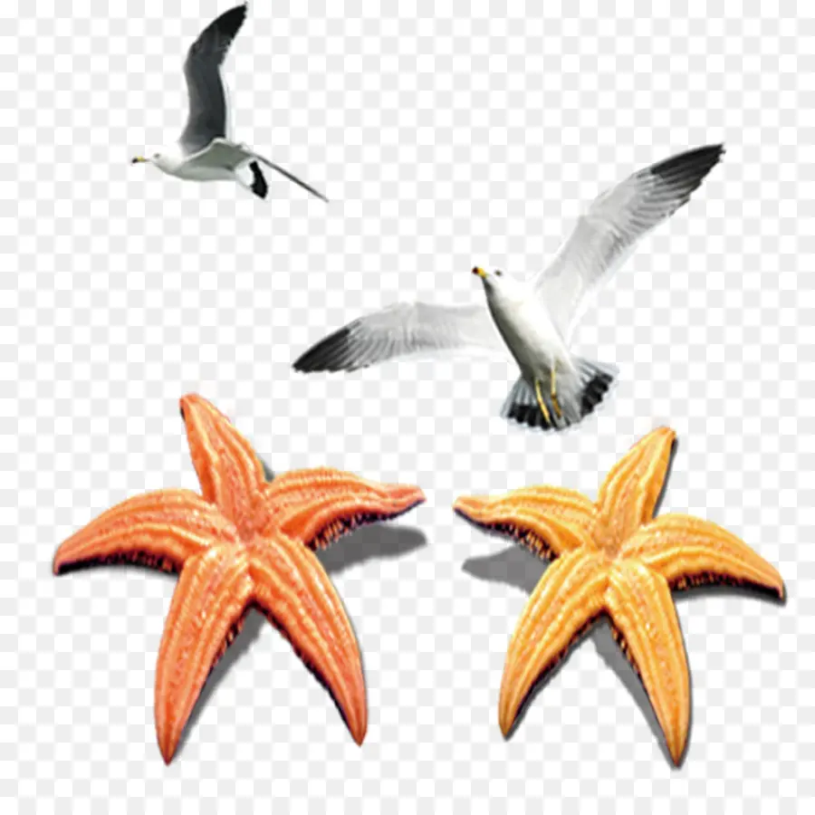 Gaviotas Y Estrellas De Mar，Aves PNG