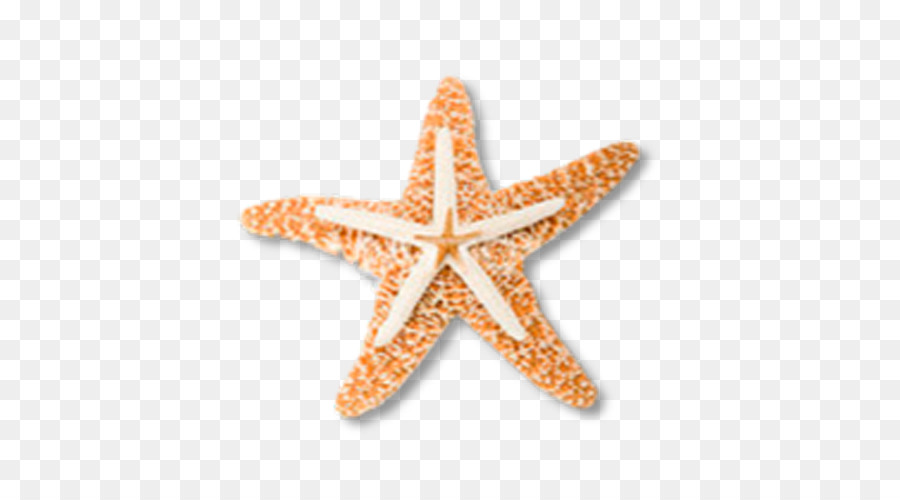 Estrella De Mar，La Creatividad PNG