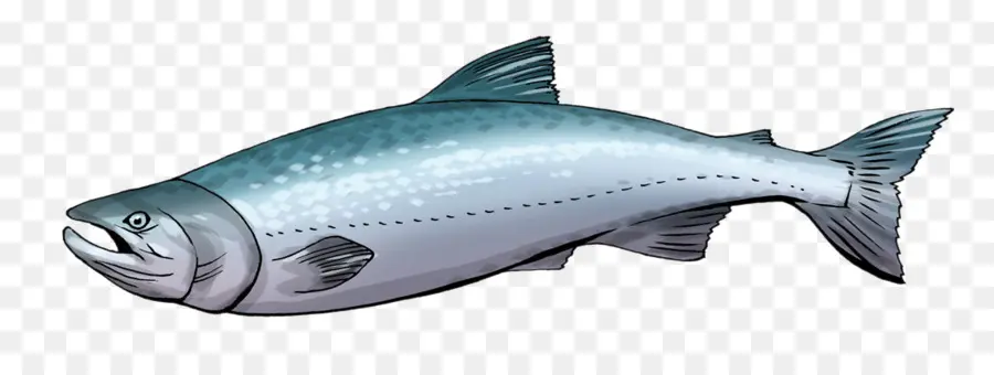 Salmón，Sashimi PNG