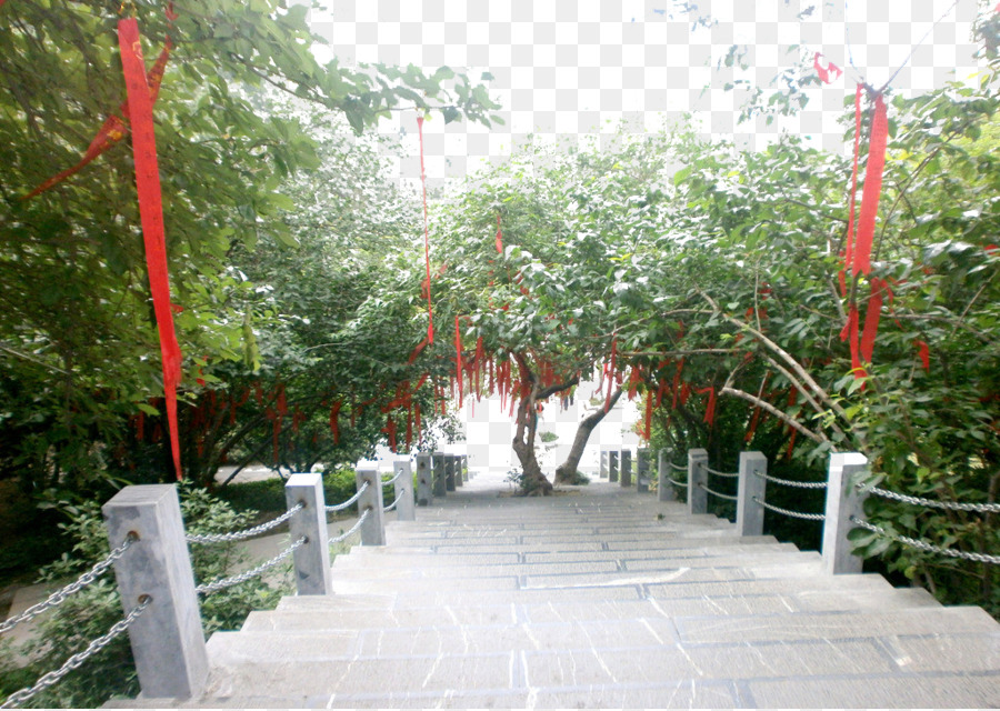 Lam Tsuen Que Deseen árboles，árbol PNG