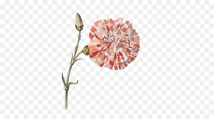 Flor，Clavel PNG