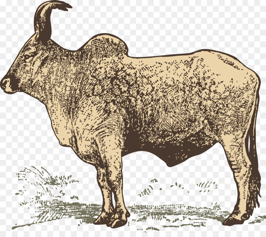 Vaca，Ganado PNG