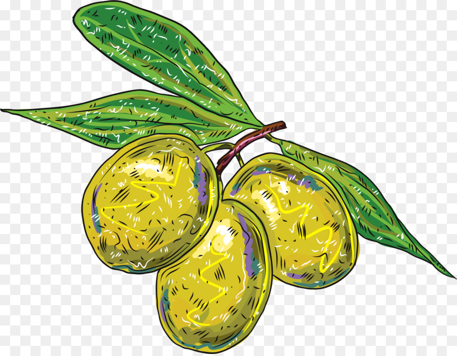 Aceituna，Rama De Olivo PNG