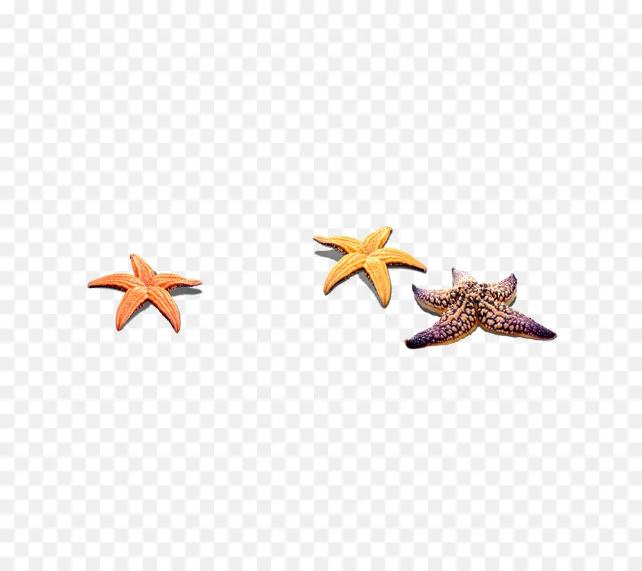 Estrella De Mar，Descargar PNG