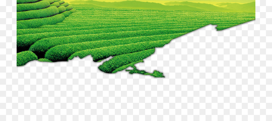 Plantación De Té，Verde PNG