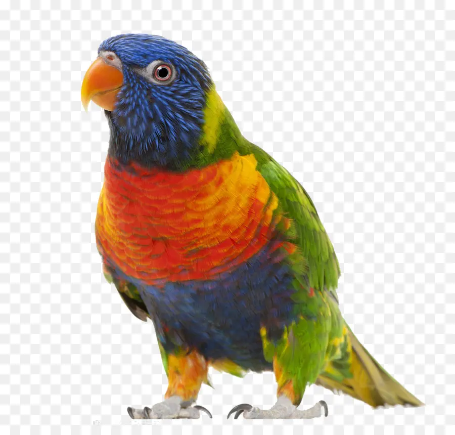 Loro Colorido，Loro PNG