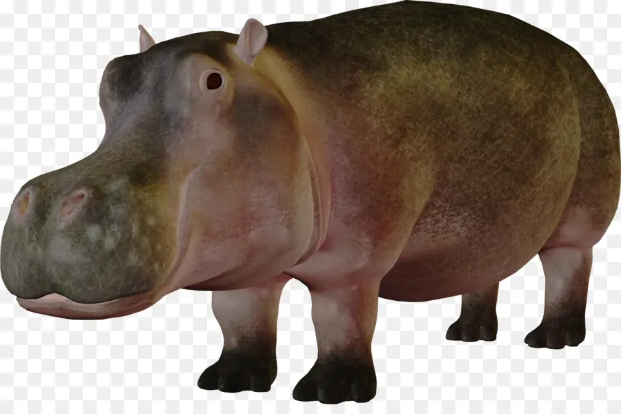 Hipopótamo，Resolución De La Pantalla PNG