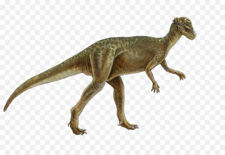 Pachycephalosaurus，Homalocephale PNG