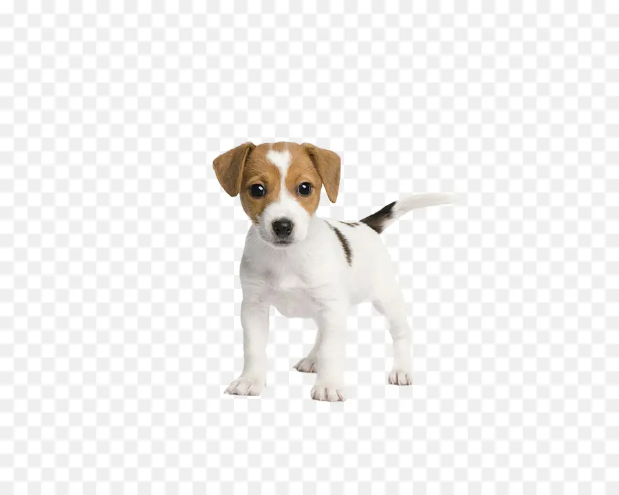 Jack Russell Terrier，Cachorro PNG