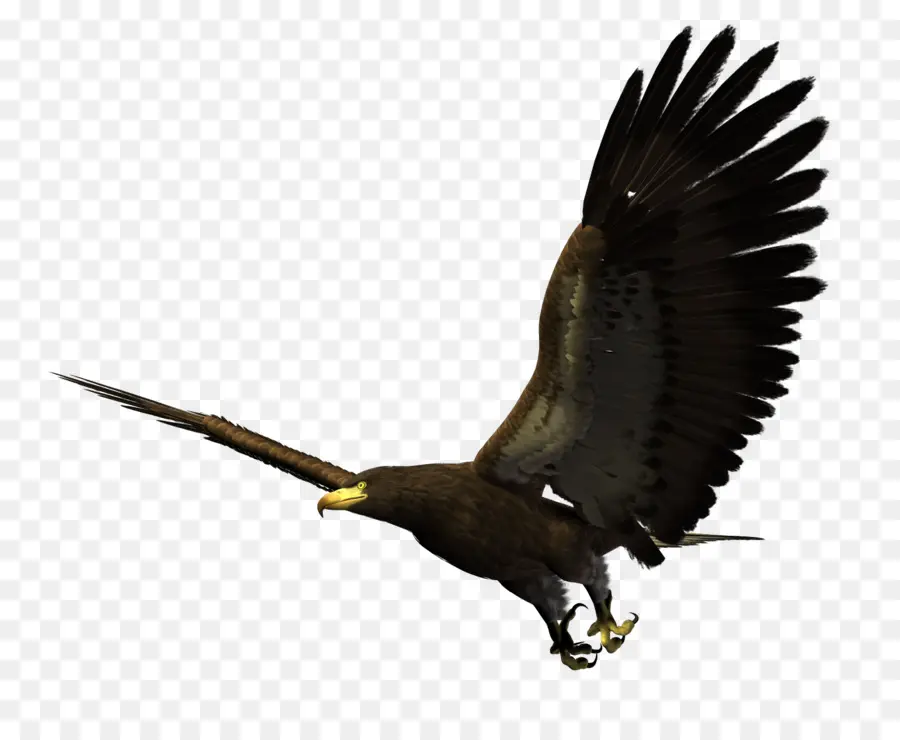 águila Calva，Pájaro PNG