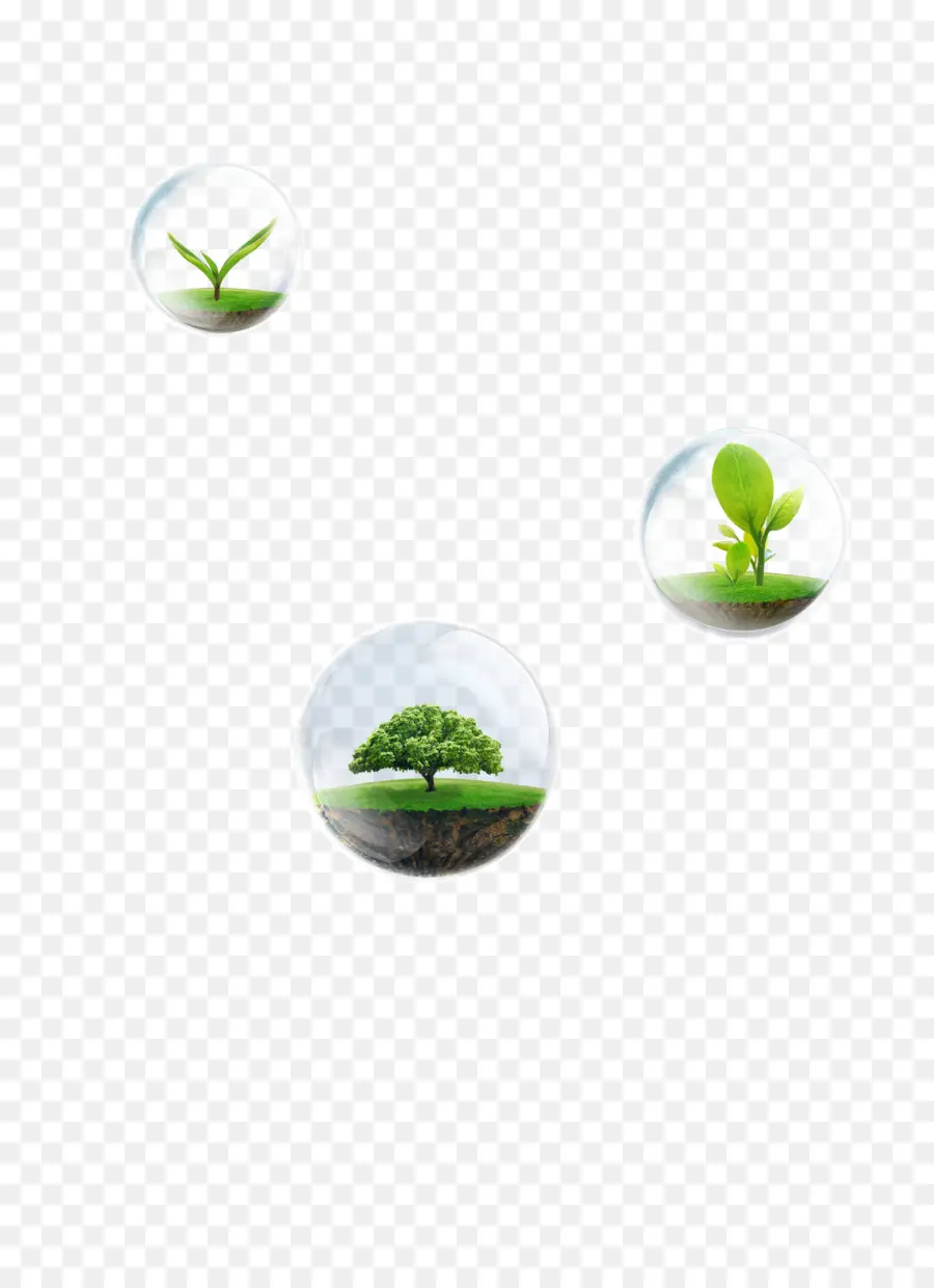 Plantas，Crecimiento PNG