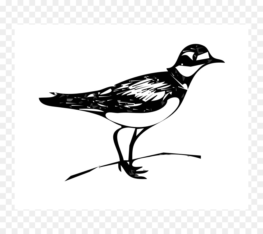 Killdeer，Arte De Línea PNG