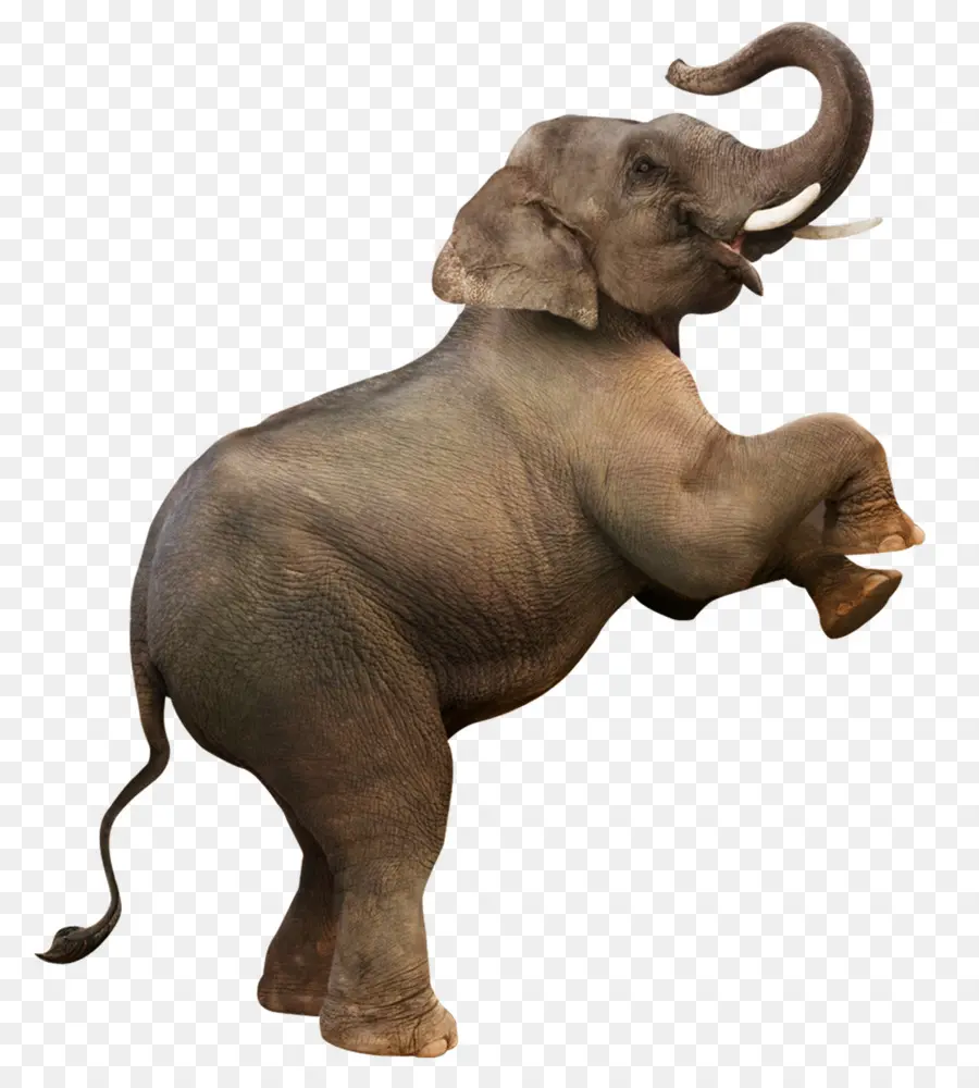 Elefante，Descargar PNG