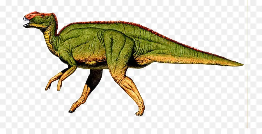 Hadrosaurus Foulkii Leidy Sitio，La Academia De Ciencias Naturales De La Universidad De Drexel PNG