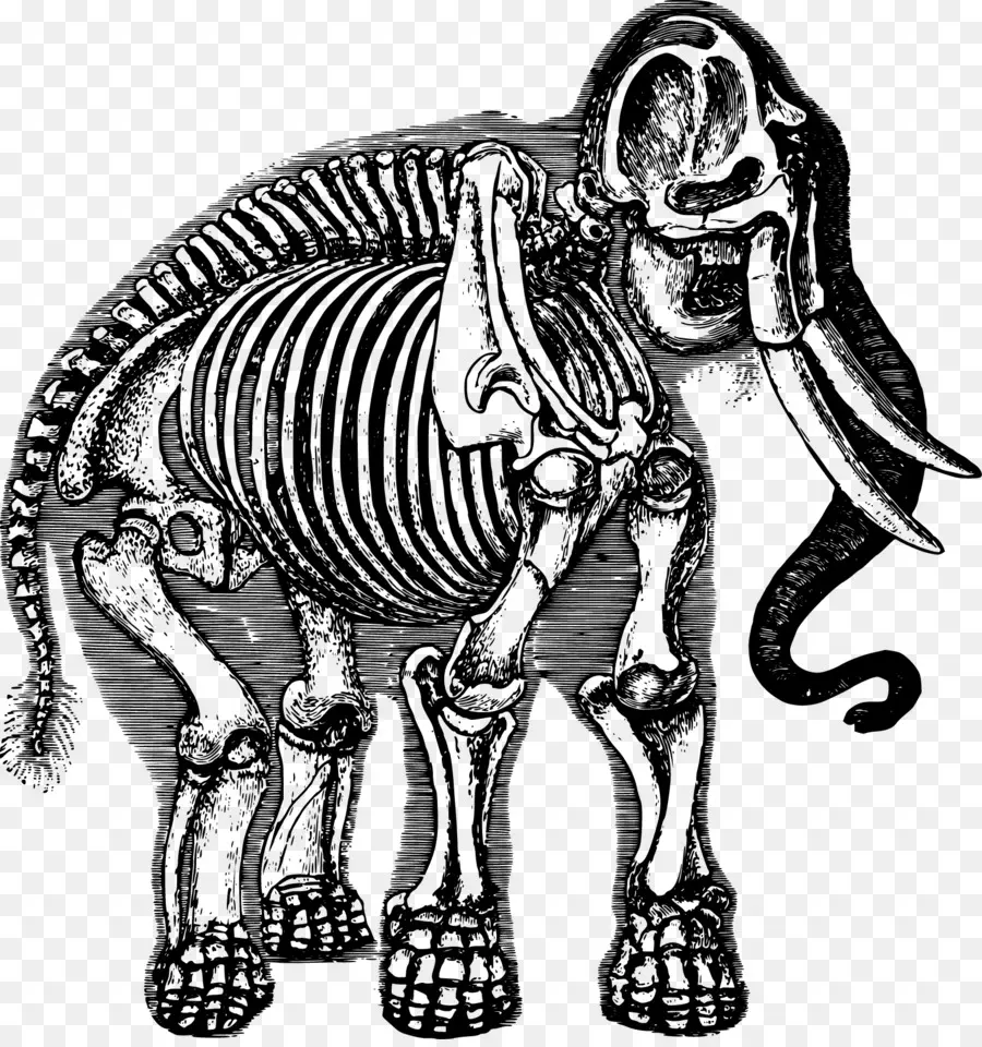 Elefante，Esqueleto PNG