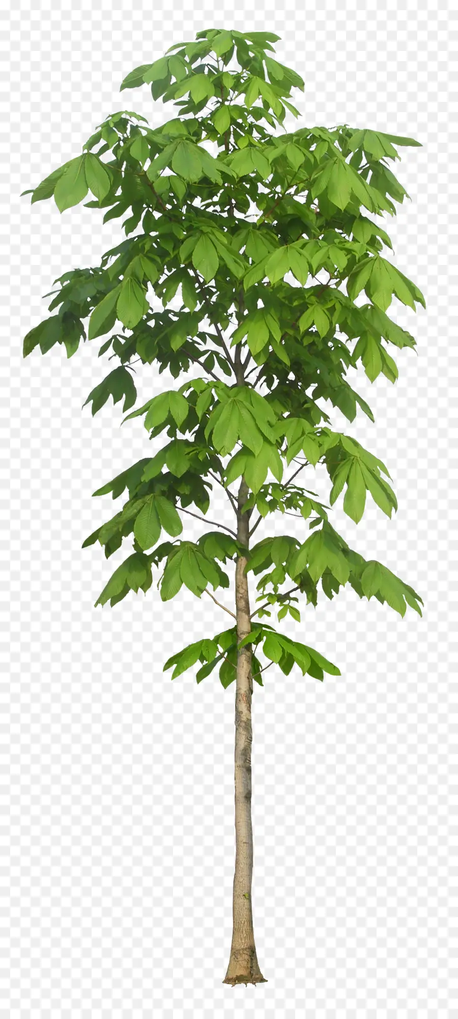 Europea De Castaño De Indias，árbol PNG